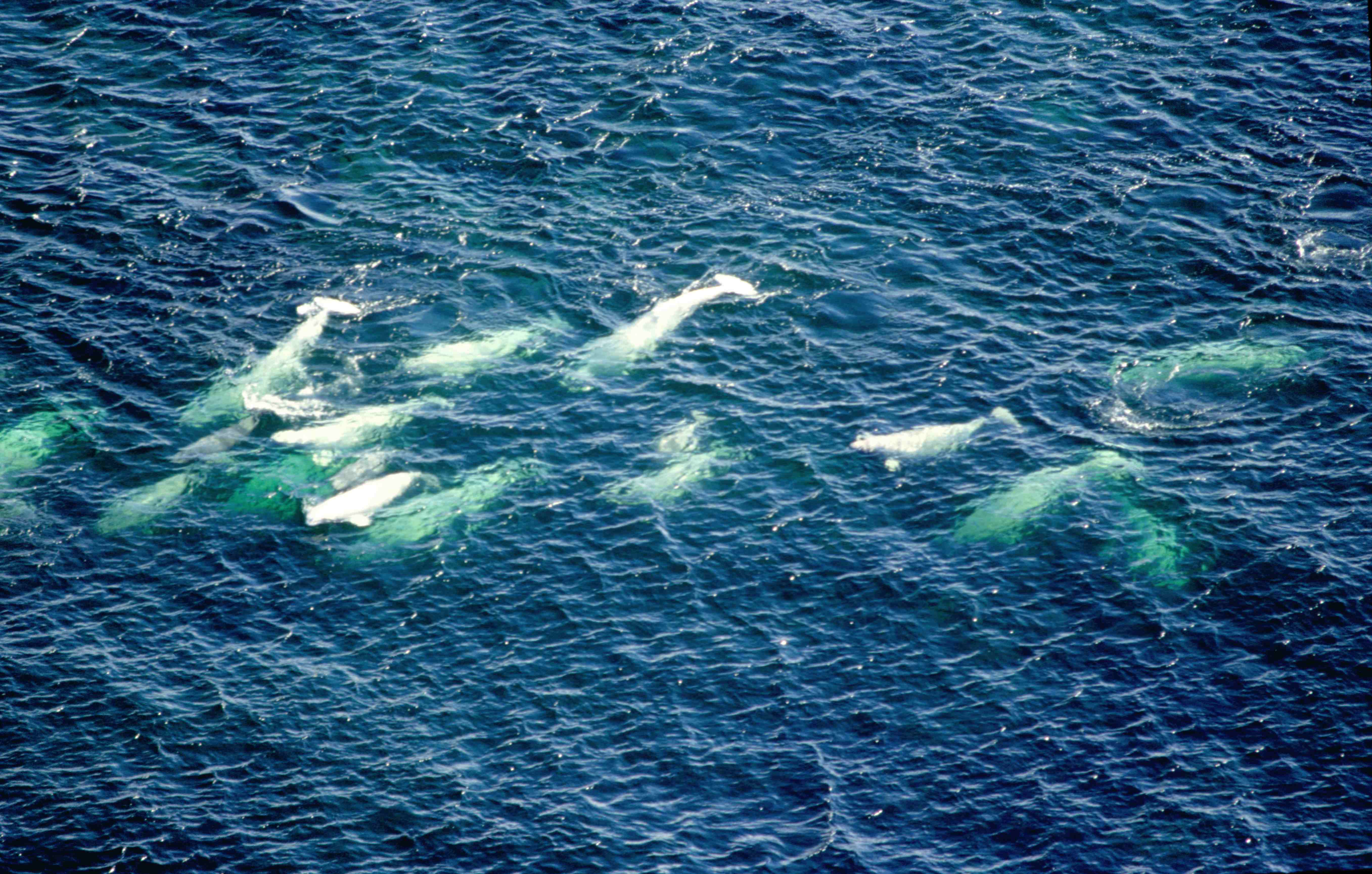 Episode 80: DEEP DIVE – The Beluga Files – Coast Files Podcast